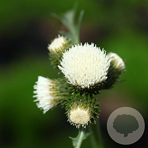 Cirsium rivulare Frosted Magic GM P9