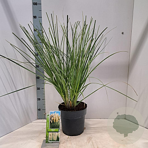 Cortaderia s. 'Citaro' 50-60 cm 6,5L