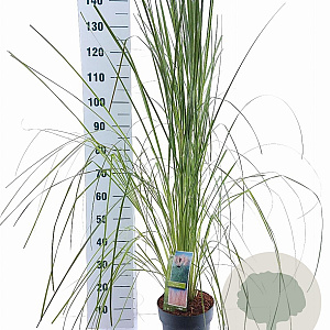 Cortaderia s. 'Pink Feather' 50-60 cm 6,5L