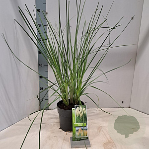 Cortaderia s. 'Pumila' 40-50 cm 3,0L