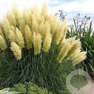 Cortaderia s. 'Sunningd. Silver' GM  P11