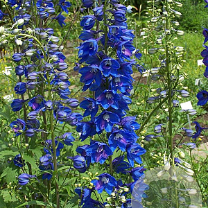 Delphinium 'Jubelruf' GM  P11