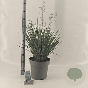 Dianella revoluta Coolvista 70-80 cm 12L