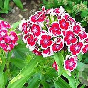 Dianthus allw. 'Alice' GM P9