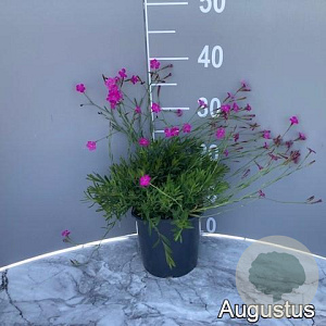 Dianthus delt. 'Brilliant' GM 2,0L