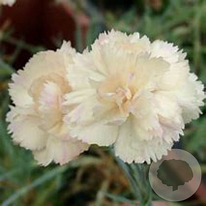 Dianthus (PL) 'Devon Cream' GM P9
