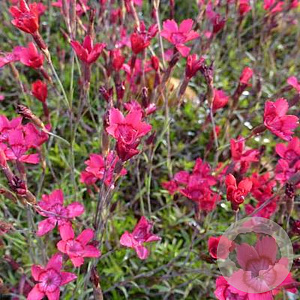 Dianthus grat. 'Blauigel' GM P9