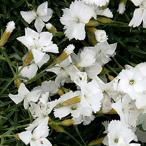 Dianthus grat. 'La Bourboule White' GM P9