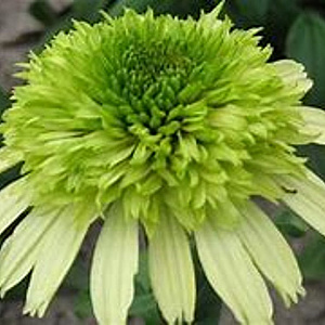 Echinacea 'Honeydew' GM P9