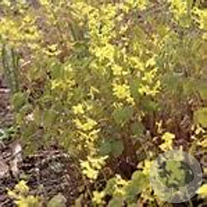 Epimedium elongatum GM P9