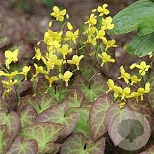 Epimedium perralc. 'Nachfolger' GM P9