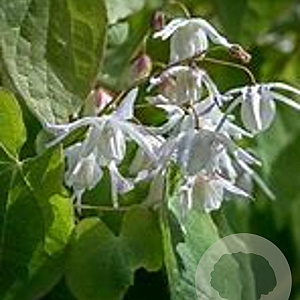 Epimedium y. 'Yenomoto' GM P9
