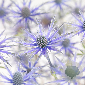 Eryngium zabelii 'Big Blue' GM P9