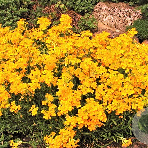 Erysimum 'Orange Flame' GM P9