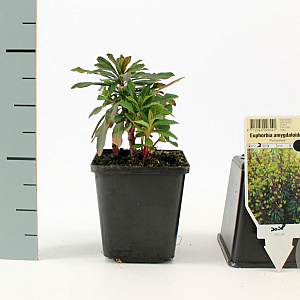 Euphorbia amygdal. 'Purpurea' GM P9