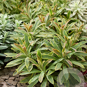 Euphorbia 'Ascot Rainbow' GM P9