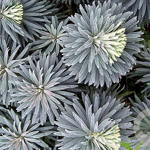 Euphorbia char. 'Blue Wonder' GM P9