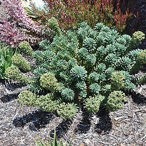 Euphorbia char. 'Portuguese Velvet' GM P9