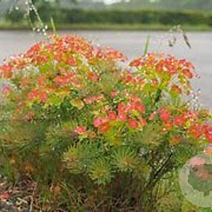 Euphorbia cyp. 'Orange Man' GM P9