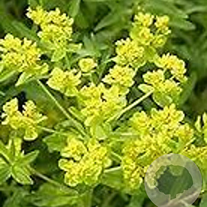 Euphorbia pal. 'Teichlaterne' GM P9