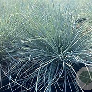 Festuca glauca 'Cool as Ice' GM P9