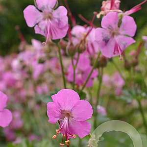 Geranium cant. 'Berggarten' GM P9