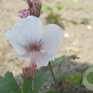 Geranium cant. 'Lohfelden' GM P9