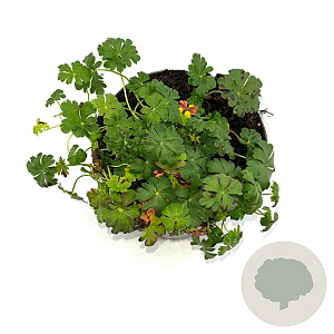 Geranium cant. 'St Ola' GM 2,0L