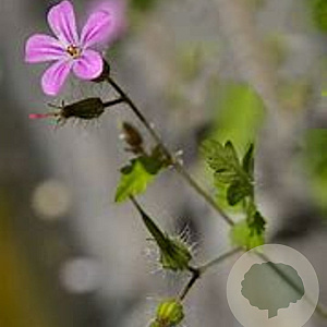 Geranium cin. 'Purpureum' GM P9