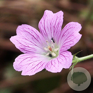 Geranium ox. 'Claridge Druce' GM P9
