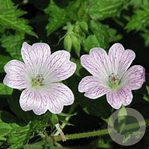 Geranium ox. 'Königshof' GM P9