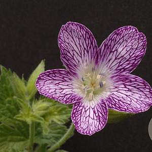 Geranium ox. 'Maurice Moka' GM P9
