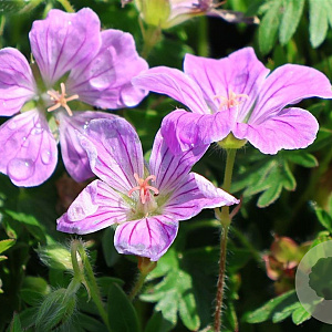 Geranium sang. 'Canon Miles' GM P9
