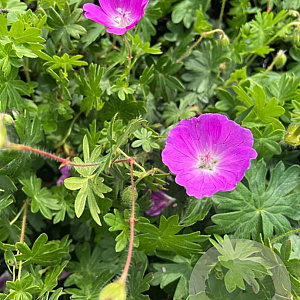Geranium sang. 'New Hampsh. Purple' GM P9