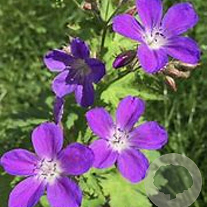 Geranium sylv. 'Bridget Lion' GM P9