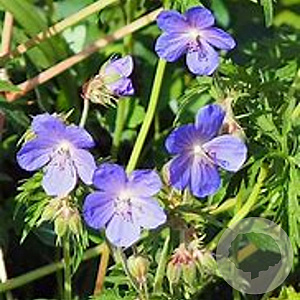 Geranium sylv. 'Nikita' GM P9