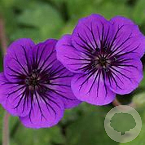 Geranium w. 'Mary Anne' GM P9