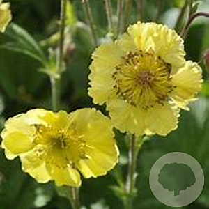 Geum 'Lisanne' GM P9