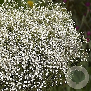 Gypsophila p. Festival White Flare GM  P11