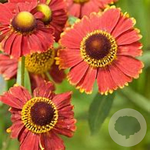 Helenium 'Dauerbrenner' GM P9