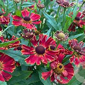 Helenium 'Potter's Wheel' GM P9