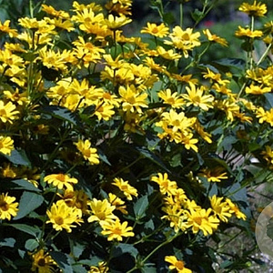 Helianthus atr. 'Gullick's Variety' GM P9