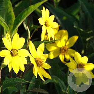 Helianthus sal. 'Table Mountain' GM P9