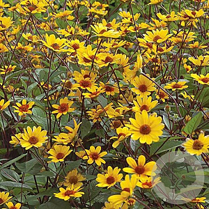 Heliopsis h. 'Prairie Sunset' GM P9