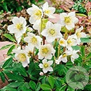Helleborus n. 'Advent Star' GM 2,0L