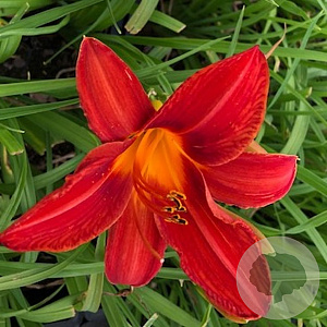 Hemerocallis 'Campfire Embers' GM P9