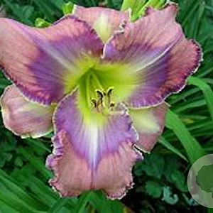 Hemerocallis 'Mildred Mitchell' GM P9