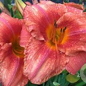 Hemerocallis 'South Seas' GM P9