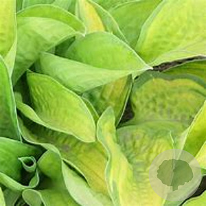 Hosta 'Paradigm' GM P9