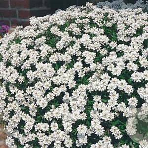 Iberis semp. 'Fischbeck' GM P9